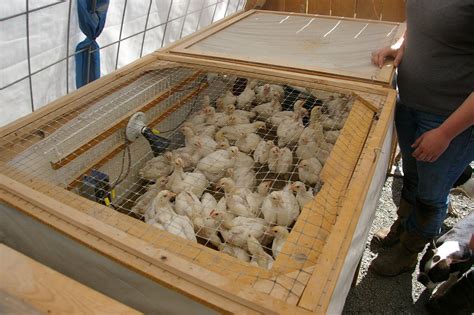 chicken brooder box for sale